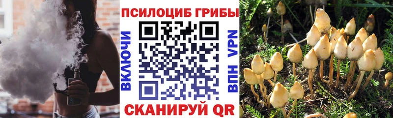 купить  цена  мориарти телеграм  Псилоцибиновые грибы Cubensis  Дубна 